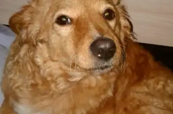 Пропала собака Дина в Протвино