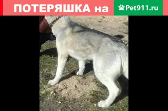 Пропала собака Джесика в Вельске, Архангельская область