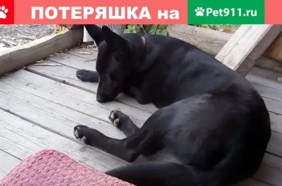 Пропала домашняя собака в районе Бердска