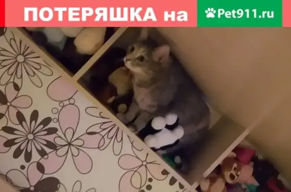 Пропала кошка Дымка (Ленина 36, Суоярви)