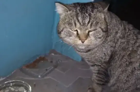 Найдена кошка на ул. Братьев Сизых, Новобайдаевка