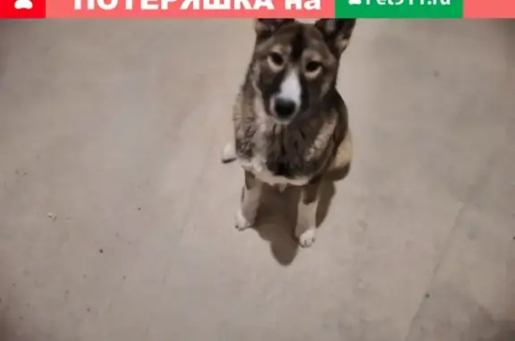 Найдена собака в Сормовском районе