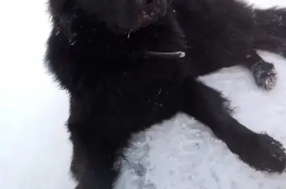 Найден пушистый пёс в поселке Колосково, Ленинградская область