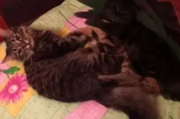 Кошки потеряшки, Волгодонск, фото: Потеряшка кошка по ул. Черникова 2/31 (белый лебедь), кличка Люська.