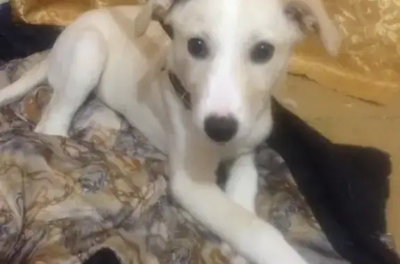 Найдена собака на остановке общежитие в Воронеже