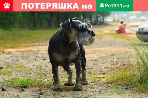 Пропала собака Найда на ул. Амундсена, Екатеринбург.