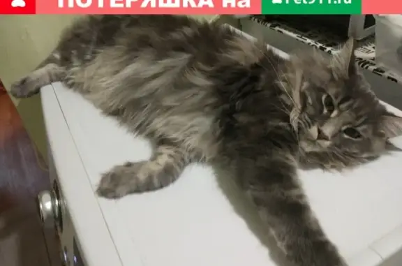 Пропала кошка на улице Пушкина 33, Сургут
