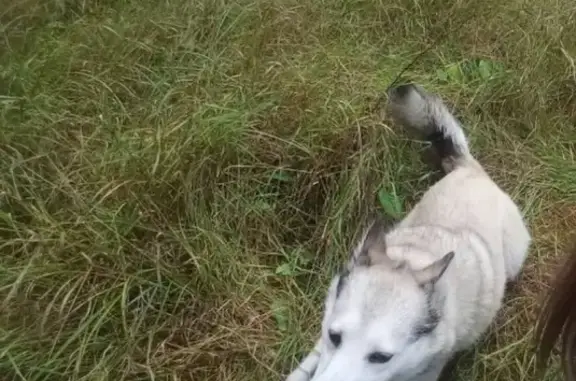 Собаки потеряшки, Карачевское, фото: Потеряшка собака в Карачевском районе, помогите найти!