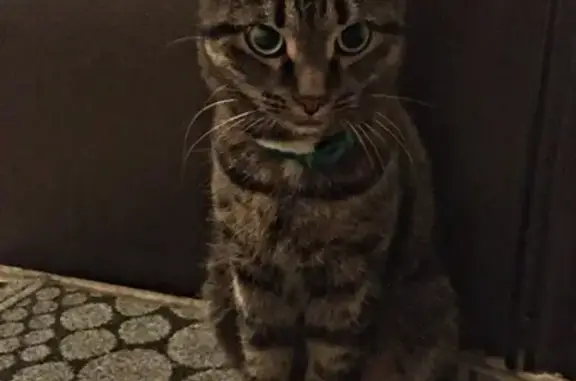 Найдена кошка в Магнитогорске, ищем ответственных хозяев.