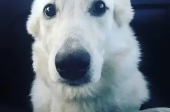 Пропала белая собака в Балашихе https://vk.com/alenkagoldusha