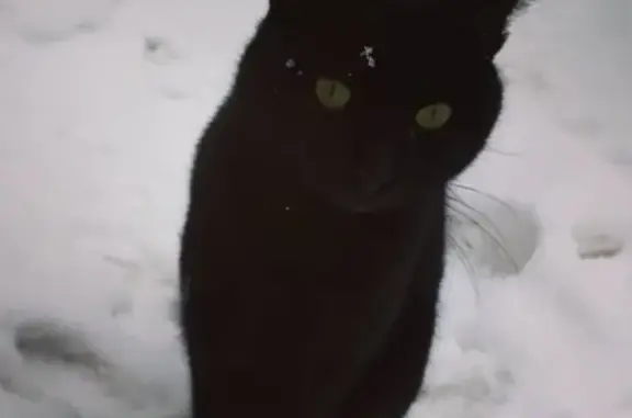 Кошки потеряшки, станица Кривянская, фото: Потеряшка кот в районе Чехова-Комсомольская, носил красный ошейник.