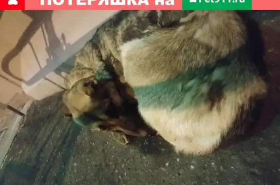 Найдена собака в Железнодорожном, Москва