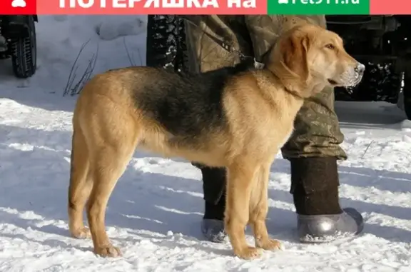 Пропала собака в районе Шиклово, кличка Дунай
