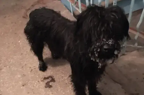 Найдена собака на Парижской коммуне в Березниках
