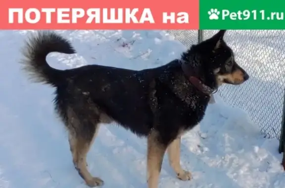 Найдена собака Граф в Москве на бульваре Яна Райниса