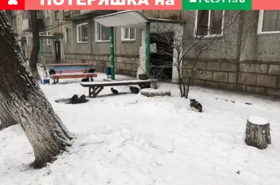 Найдена кошка в Черногорске