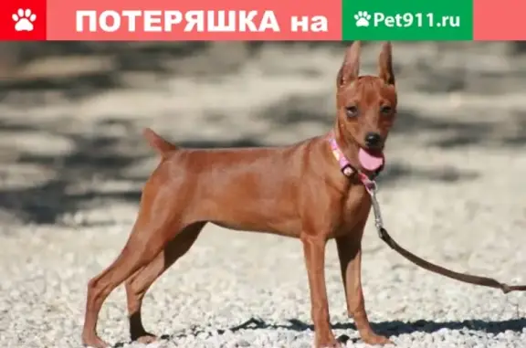 Пропала собака в Мурманске, ищем Чипа!