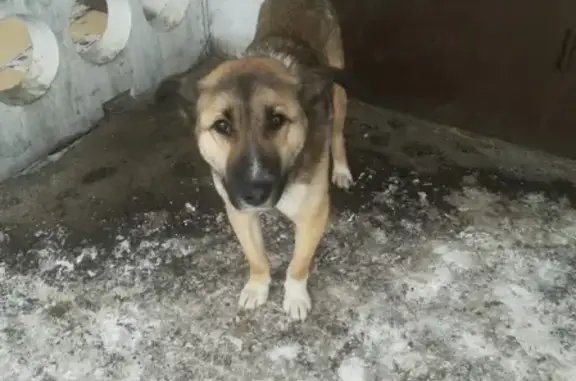 Собака без хозяина в Свердловском районе, нужна помощь!