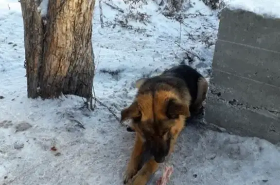 Найдена собака в Коркино