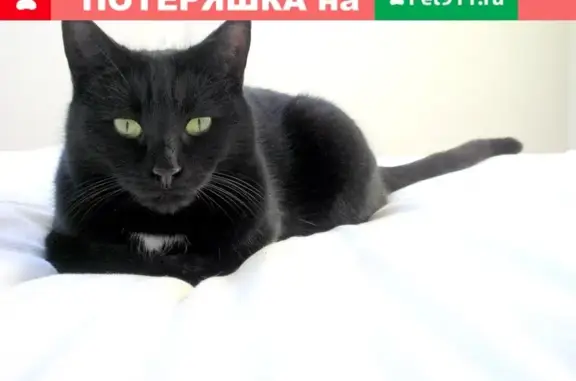 Кошки потеряшки, Великий Новгород, фото: Потеряшка кошка в Великом Новгороде