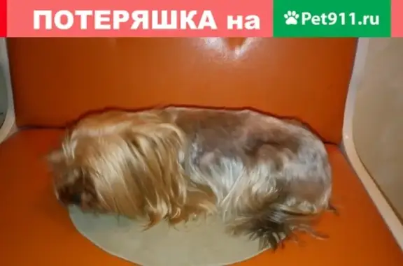 Пропала собака Бони, район пиццерии Кальяри, ул. Жигулевская, вознаграждение гарантировано.