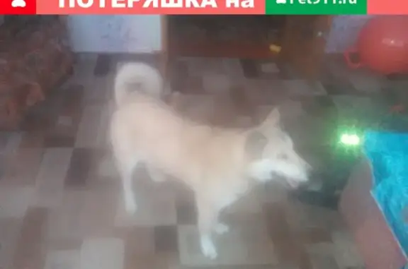 Найдена собака в Бутурлиновке