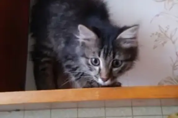 Найдена кошка в Звенигово, Республика Марий Эл