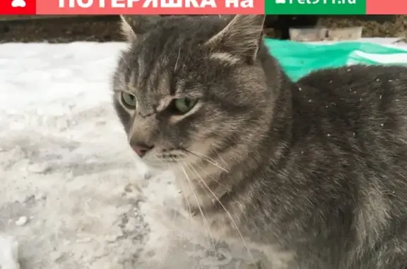 Найден кот в Одинцово