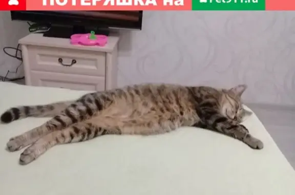 Пропала кошка Сима, ул. Менделеева 12, Новгородская область