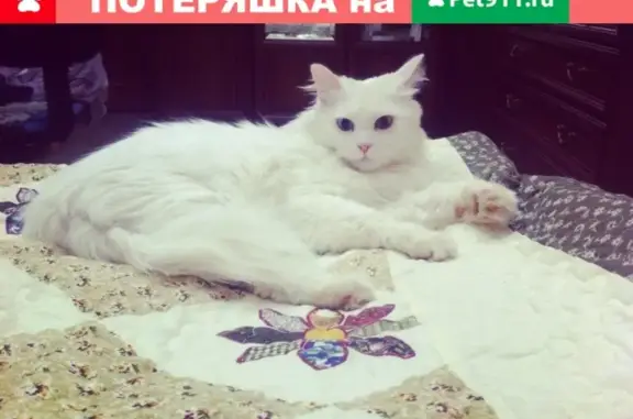 Пропал белый кот на ул. Красных Зорь, Тейково