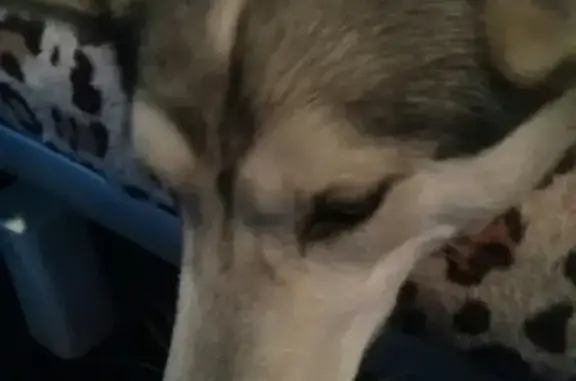 Найдена собака, Пушной, фото: НАЙДЕНА ХАСКИ В ПУШНОМ!