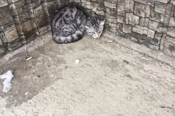 Найден кот на ул. Багратиона 50/2 в Иркутске