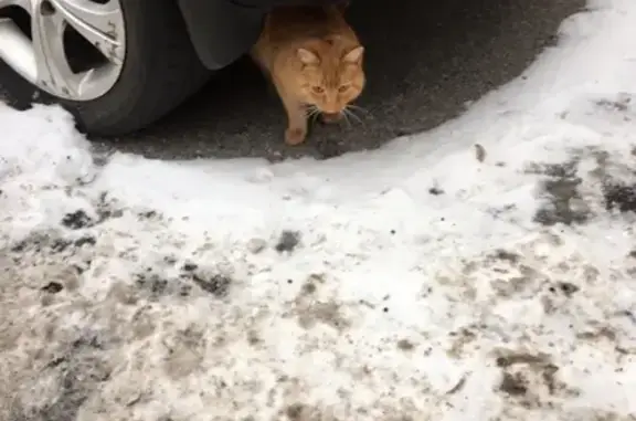 Найден рыжий кот на ул. Ленсовета, СПб