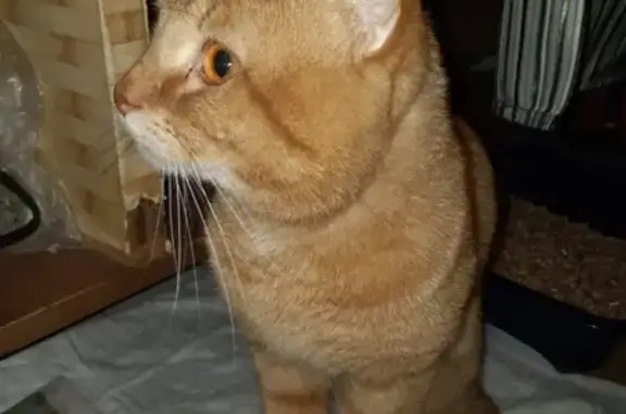 Найден рыжий кот на Кольском пр-кте, Мурманск