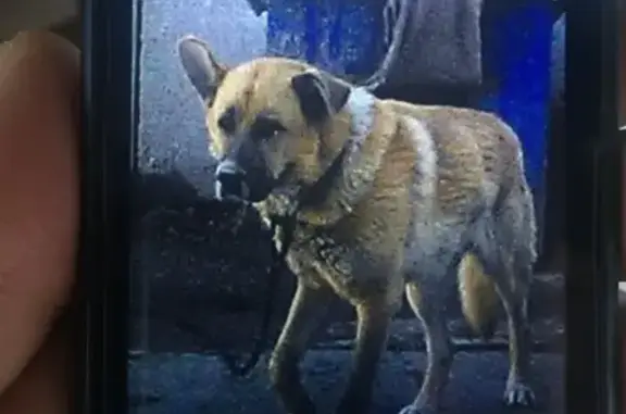 Пропала собака на улице Быковская, Подольск