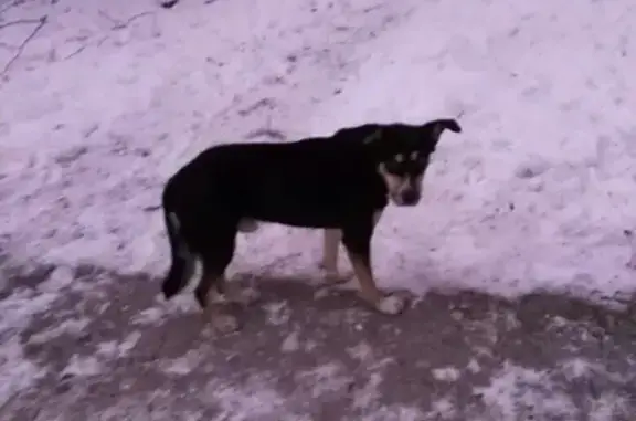 Найдена собака на ул. Островского рядом с библиотекой, Кола.