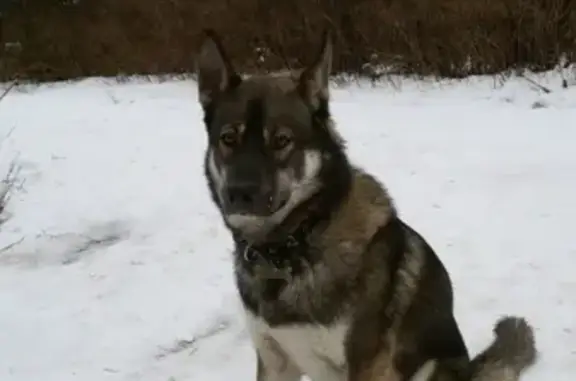 Найдена собака, деревня Валовщина, фото: Найдена собака в Ленобласти, ст. Горы