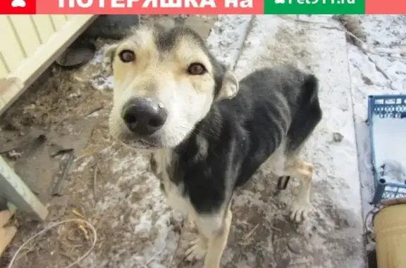 Пропала собака в Ейске: помогите найти!