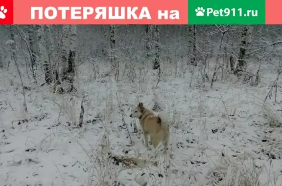 Пропали две западно-сибирских лайки в лесу между горой Пугачева и Тёмным царством