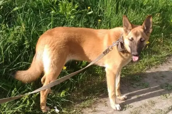 Найдена собака в Мурманске, адрес: ул. Подстаницкого - ул. Свердлова.