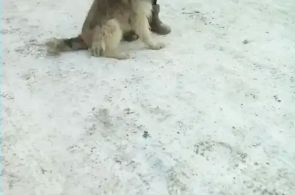 Найдена собака в Кургане - ищет нового хозяина!