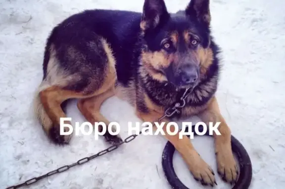 Пропала собака Рик в Архангельске