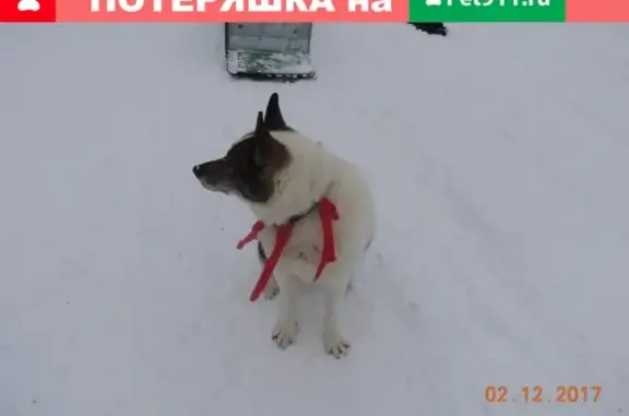 Пропала собака Семен в Ухте, Республика Коми