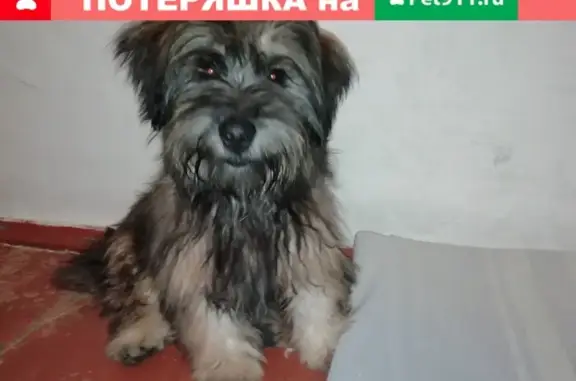 Найдена собака в Азове, ищем хозяина