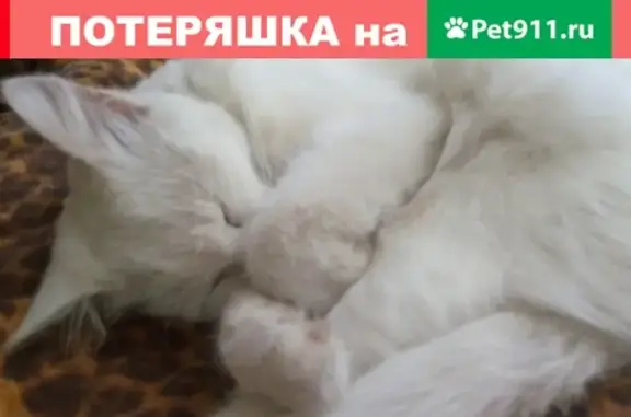 Пропал белый кот на ул. Челюскинцев, Бузулук, Оренбургская область