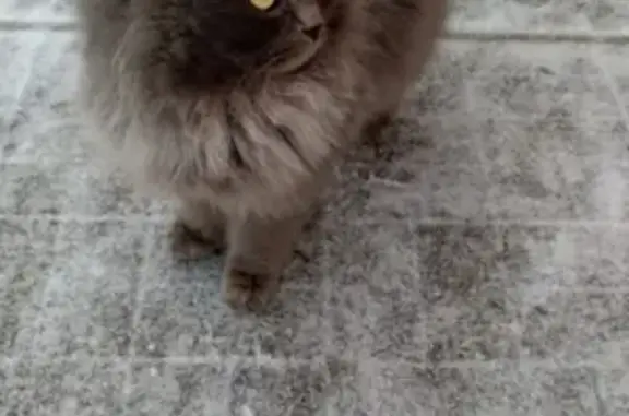 Потерян кот с желто-изумрудными глазами в Челнах