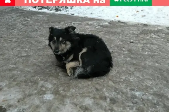 Найдена собака в Тольятти, 11 кв-ле на улице.