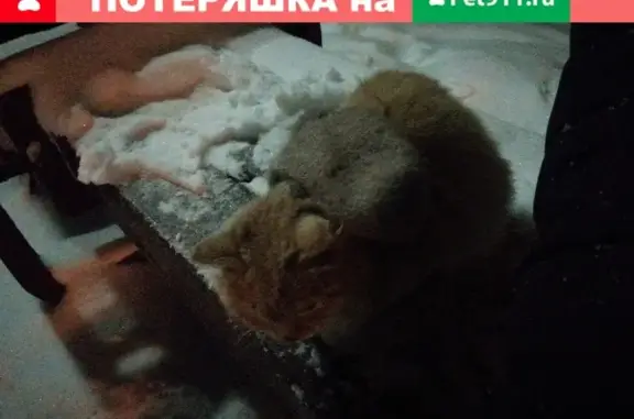 Пропала кошка в центральном парке Горно-Алтайска