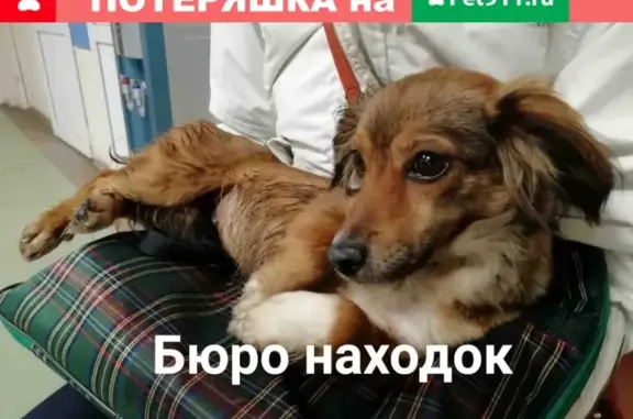 Собака сбита на пр. Ленинградский, увезена в клинику Барк на ул. Шабалина, нужна помощь!