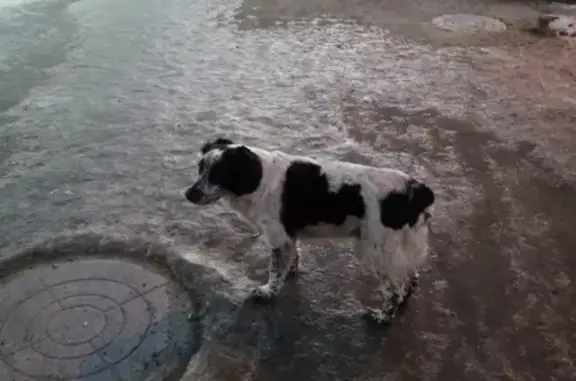 Найдена потерявшаяся собака на ул. Полярные зори, Мурманск